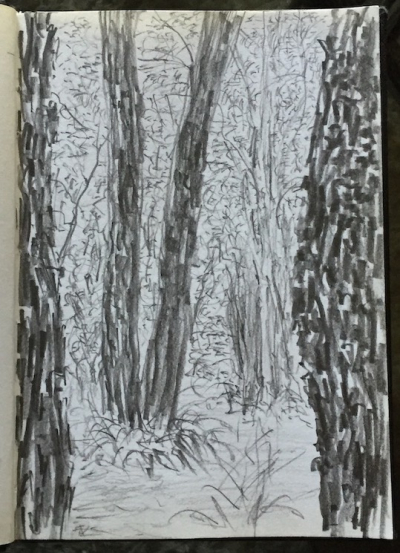 Trees in Darling Park, Arrawarra NSW