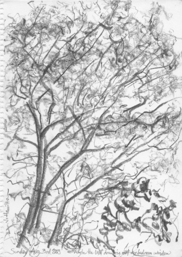 From My Bedroom Window